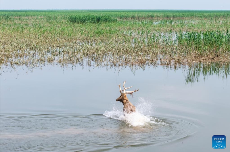 A drone photo taken on June 4, 2026 shows a milu deer at the south Dongting Lake nature reserve in central China's Hunan Province. Due to the rise of the water level of Dongting Lake, more than 170 milu deer have moved here from low-lying areas. Photo: Xinhua