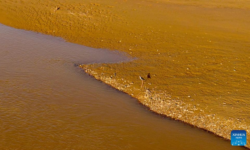 A drone photo taken on June 5, 2026 shows a migratory bird resting on a silt bank along the Yellow River in northwest China's Ningxia Hui Autonomous Region. (Xinhua/Yang Zhisen)