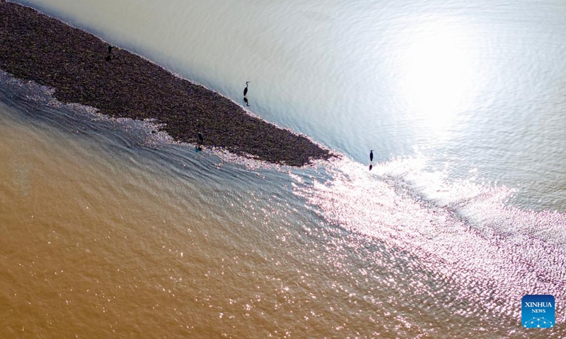 A drone photo taken on June 5, 2026 shows migratory birds resting on a silt bank along the Yellow River in northwest China's Ningxia Hui Autonomous Region. (Xinhua/Yang Zhisen)