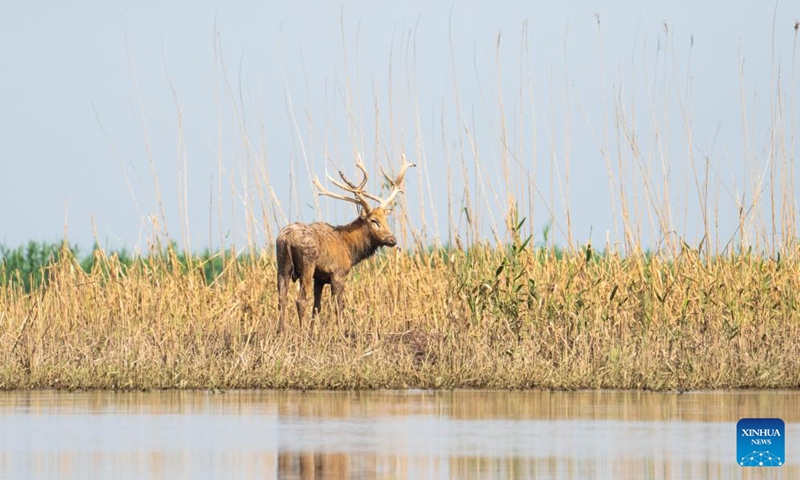 A milu deer is pictured at the south Dongting Lake nature reserve in central China's Hunan Province, June 4, 2026. Due to the rise of the water level of Dongting Lake, more than 170 milu deer have moved here from low-lying areas. Photo: Xinhua