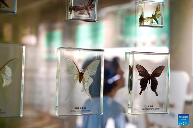 A visitor views exhibits at an insect museum under the Giant Panda National Park in Wenxian County, Longnan City, northwest China's Gansu Province, June 6, 2026. Housing about 4,000 specimens, the museum serves as a high-level platform for science popularization and ecological experience. (Xinhua/Duan Zhuoli)