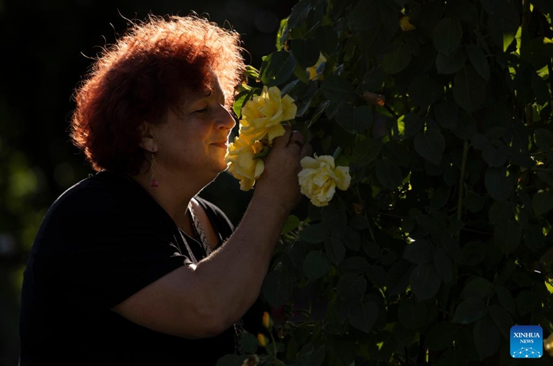 A woman smells roses during a rose display event at the Volcji Potok Arboretum near Kamnik, Slovenia, June 6, 2026. (Photo by Zeljko Stevanic/Xinhua)