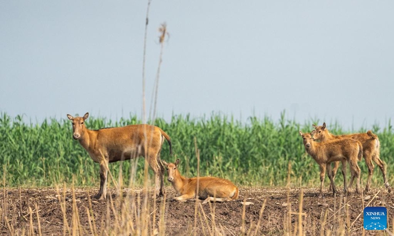 Milu deer are pictured at the south Dongting Lake nature reserve in central China's Hunan Province, June 4, 2026. Due to the rise of the water level of Dongting Lake, more than 170 milu deer have moved here from low-lying areas. Photo: Xinhua