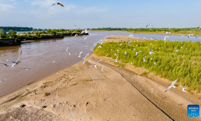 A drone photo taken on June 5, 2026 shows migratory birds flying over a silt bank along the Yellow River in northwest China's Ningxia Hui Autonomous Region. (Xinhua/Yang Zhisen)
