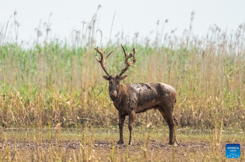 A milu deer is pictured at the south Dongting Lake nature reserve in central China's Hunan Province, June 4, 2026. Due to the rise of the water level of Dongting Lake, more than 170 milu deer have moved here from low-lying areas. Photo: Xinhua