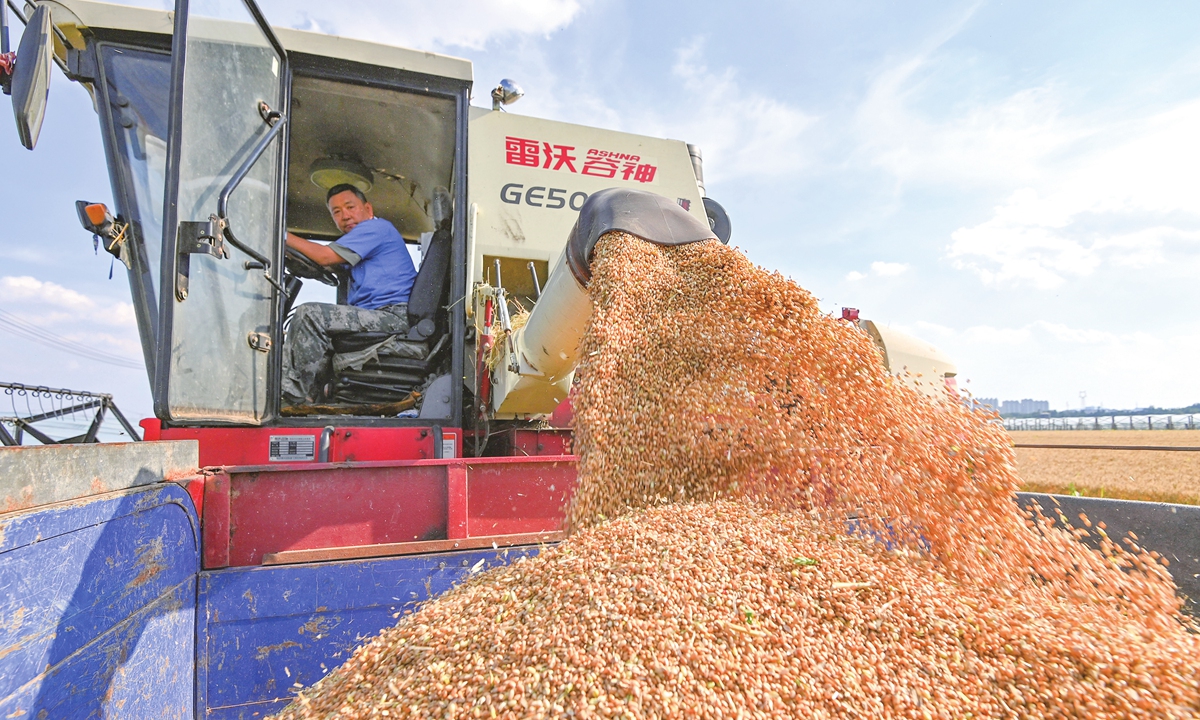 A farmer unloads freshly harvested wheat from a combine harvester in Qingzhou, East China's Shandong Province, on June 7, 2026. According to China's Ministry of Agriculture and Rural Affairs, as of 5 pm on June 5, 184 million mu (12.27 million hectares) of summer wheat had been harvested nationwide, accounting for 54.29 percent of the total. Photo: VCG