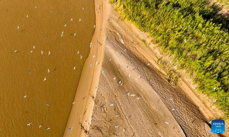 A drone photo taken on June 5, 2026 shows migratory birds flying over a silt bank along the Yellow River in northwest China's Ningxia Hui Autonomous Region. (Xinhua/Yang Zhisen)