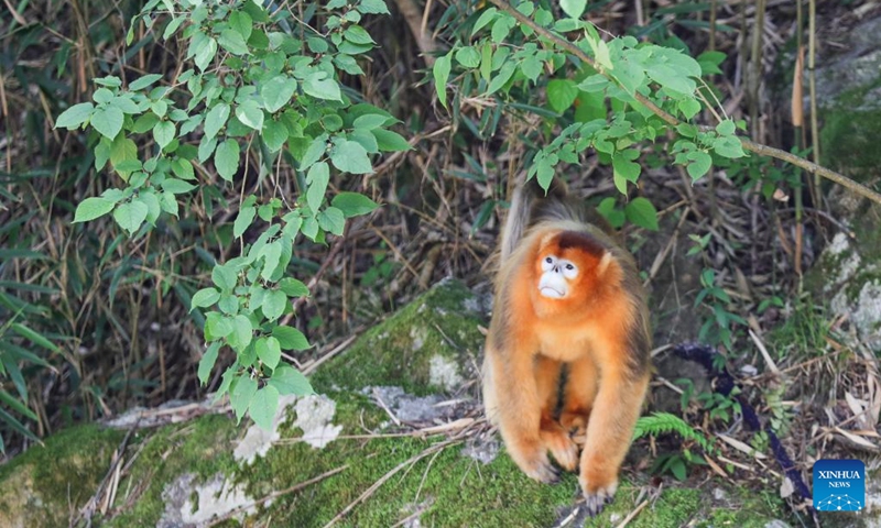 A Sichuan golden snub-nosed monkey is pictured near the Foping rescue and breeding base in Foping County, Hanzhong, northwest China's Shaanxi Province, June 5, 2026. The monkey was injured and became separated from its group before being rescued by the base staff, and has since occasionally been seen near the base. The Foping rescue and breeding base in Hanzhong is dedicated to protecting the Qinling population of the Sichuan golden snub-nosed monkeys, an indigenous species on China's top protection list.

Covering an area of about 7.6 hectares, the base combines rescue and breeding programs with scientific research, public education, and ecological study activities. In cooperation with research institutions, it aims to enhance science-based conservation of Sichuan golden snub-nosed monkeys and contribute to biodiversity conservation across the Qinling Mountains. Photo: Xinhua