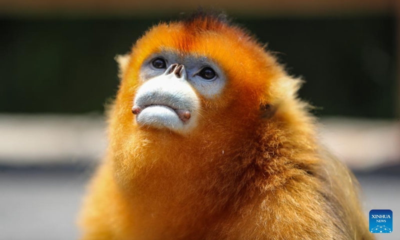 A Sichuan golden snub-nosed monkey is pictured near the Foping rescue and breeding base in Foping County, Hanzhong, northwest China's Shaanxi Province, June 5, 2026. The monkey was injured and became separated from its group before being rescued by the base staff, and has since occasionally been seen near the base. The Foping rescue and breeding base in Hanzhong is dedicated to protecting the Qinling population of the Sichuan golden snub-nosed monkeys, an indigenous species on China's top protection list.

Covering an area of about 7.6 hectares, the base combines rescue and breeding programs with scientific research, public education, and ecological study activities. In cooperation with research institutions, it aims to enhance science-based conservation of Sichuan golden snub-nosed monkeys and contribute to biodiversity conservation across the Qinling Mountains. Photo: Xinhua
