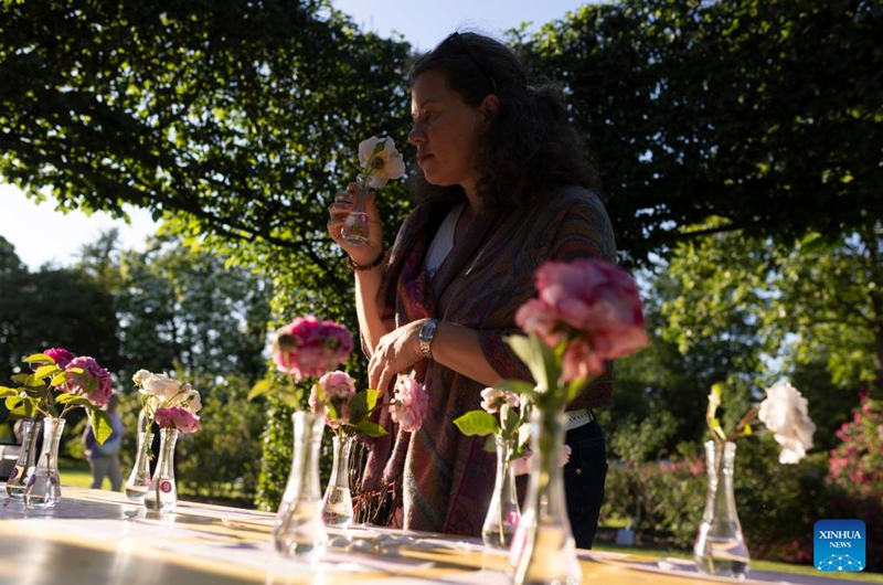 A woman smells a rose to select the most fragrant one during a rose display event at the Volcji Potok Arboretum near Kamnik, Slovenia, June 6, 2026. (Photo by Zeljko Stevanic/Xinhua)