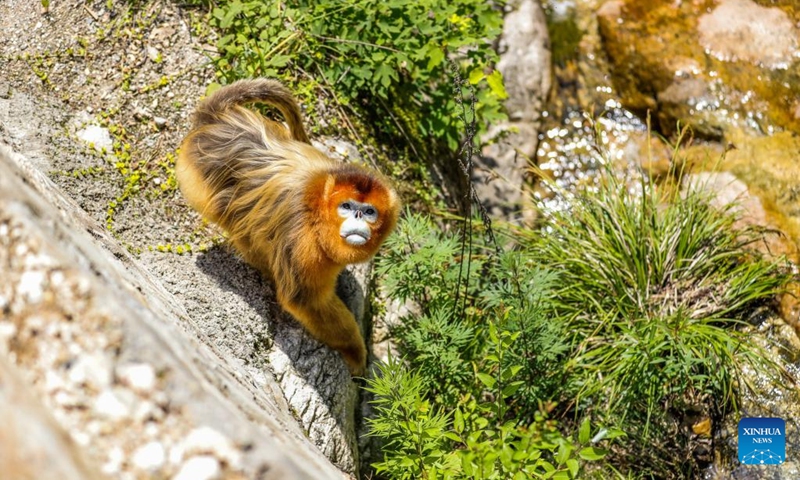 A Sichuan golden snub-nosed monkey is pictured near the Foping rescue and breeding base in Foping County, Hanzhong, northwest China's Shaanxi Province, June 5, 2026. The monkey was injured and became separated from its group before being rescued by the base staff, and has since occasionally been seen near the base. The Foping rescue and breeding base in Hanzhong is dedicated to protecting the Qinling population of the Sichuan golden snub-nosed monkeys, an indigenous species on China's top protection list.

Covering an area of about 7.6 hectares, the base combines rescue and breeding programs with scientific research, public education, and ecological study activities. In cooperation with research institutions, it aims to enhance science-based conservation of Sichuan golden snub-nosed monkeys and contribute to biodiversity conservation across the Qinling Mountains. Photo: Xinhua