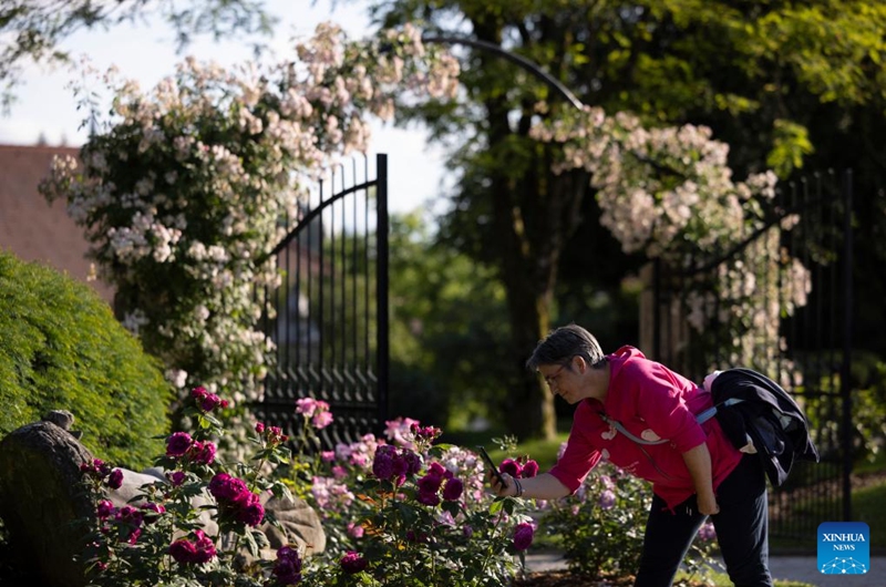 A woman takes photos of roses during a rose display event at the Volcji Potok Arboretum near Kamnik, Slovenia, June 6, 2026. (Photo by Zeljko Stevanic/Xinhua)