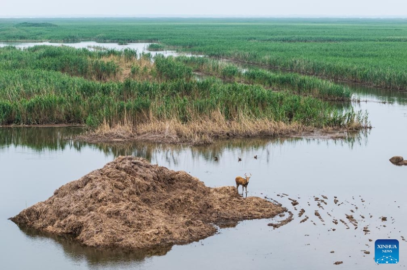 An aerial drone photo taken on June 4, 2026 shows a milu deer at the south Dongting Lake nature reserve in central China's Hunan Province. Due to the rise of the water level of Dongting Lake, more than 170 milu deer have moved here from low-lying areas. Photo: Xinhua