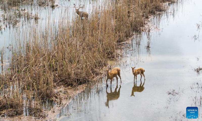 An aerial drone photo taken on June 4, 2026 shows milu deer at the south Dongting Lake nature reserve in central China's Hunan Province. Due to the rise of the water level of Dongting Lake, more than 170 milu deer have moved here from low-lying areas. Photo: Xinhua