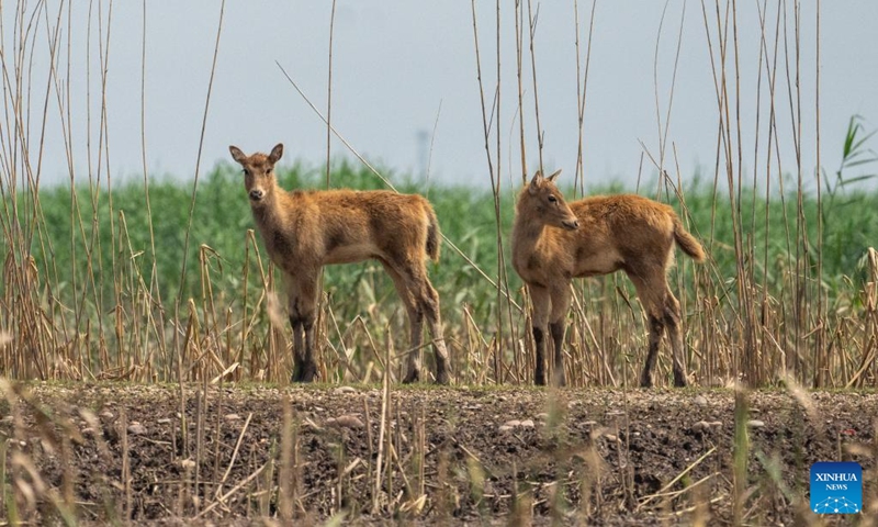 Milu deer are pictured at the south Dongting Lake nature reserve in central China's Hunan Province, June 4, 2026. Due to the rise of the water level of Dongting Lake, more than 170 milu deer have moved here from low-lying areas. Photo: Xinhua