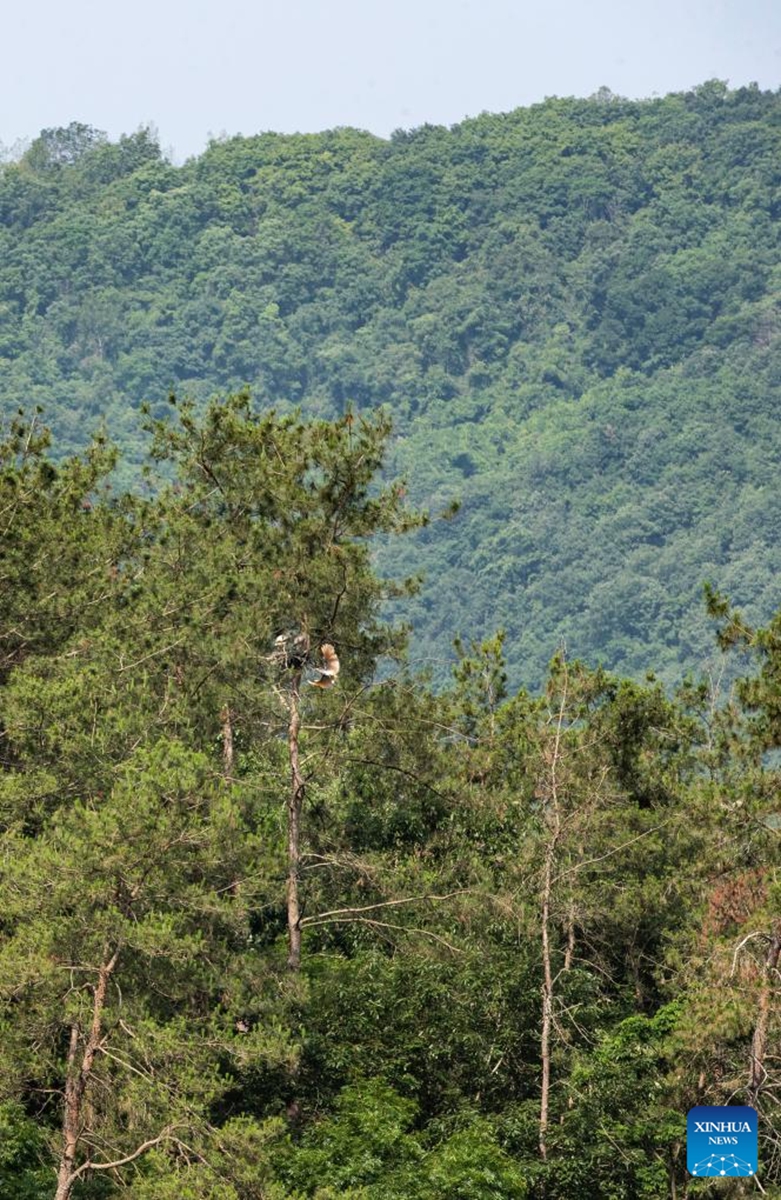 A crested ibis flies back to its nest at the forest of Caochiwan crested ibis village in Ankang City, northwest China's Shaanxi Province, June 6, 2026. The Caochiwan crested ibis village serves as a habitat for these precious birds. The village has built a symbiotic ecosystem that include fish and shrimp farming and paddy rice planting on top of a core reserve for wild crested ibises. It also grows organic agricultural products such as selenium-rich rice and lotus roots, and converted idle rural houses into homestays to develop eco-tourism. Photo: Xinhua