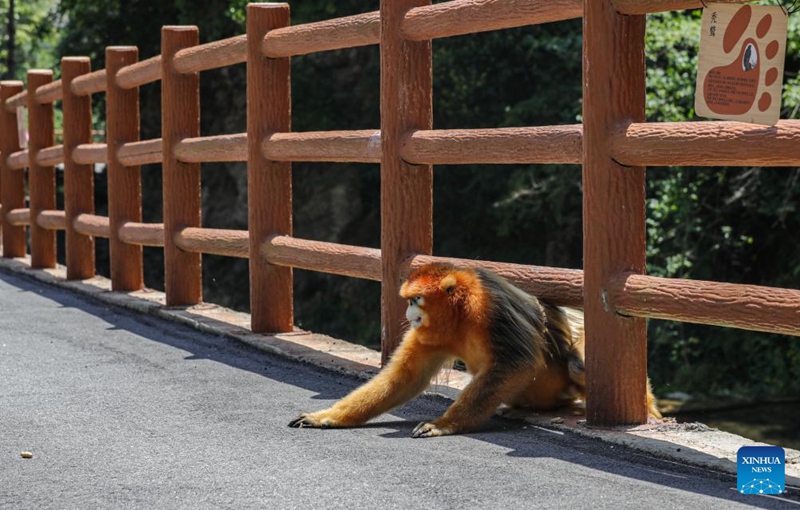 A Sichuan golden snub-nosed monkey is pictured near the Foping rescue and breeding base in Foping County, Hanzhong, northwest China's Shaanxi Province, June 5, 2026. The monkey was injured and became separated from its group before being rescued by the base staff, and has since occasionally been seen near the base. The Foping rescue and breeding base in Hanzhong is dedicated to protecting the Qinling population of the Sichuan golden snub-nosed monkeys, an indigenous species on China's top protection list.

Covering an area of about 7.6 hectares, the base combines rescue and breeding programs with scientific research, public education, and ecological study activities. In cooperation with research institutions, it aims to enhance science-based conservation of Sichuan golden snub-nosed monkeys and contribute to biodiversity conservation across the Qinling Mountains. Photo: Xinhua