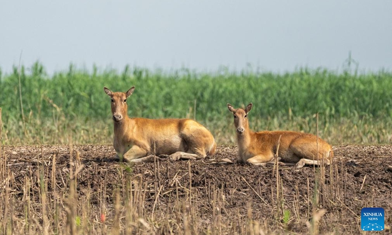 Milu deer are pictured at the south Dongting Lake nature reserve in central China's Hunan Province, June 4, 2026. Due to the rise of the water level of Dongting Lake, more than 170 milu deer have moved here from low-lying areas. Photo: Xinhua