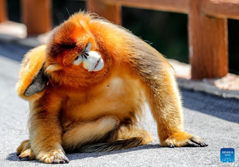 A Sichuan golden snub-nosed monkey is pictured near the Foping rescue and breeding base in Foping County, Hanzhong, northwest China's Shaanxi Province, June 5, 2026. The monkey was injured and became separated from its group before being rescued by the base staff, and has since occasionally been seen near the base. The Foping rescue and breeding base in Hanzhong is dedicated to protecting the Qinling population of the Sichuan golden snub-nosed monkeys, an indigenous species on China's top protection list.

Covering an area of about 7.6 hectares, the base combines rescue and breeding programs with scientific research, public education, and ecological study activities. In cooperation with research institutions, it aims to enhance science-based conservation of Sichuan golden snub-nosed monkeys and contribute to biodiversity conservation across the Qinling Mountains. Photo: Xinhua