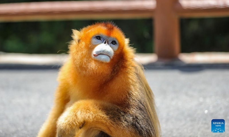 A Sichuan golden snub-nosed monkey is pictured near the Foping rescue and breeding base in Foping County, Hanzhong, northwest China's Shaanxi Province, June 5, 2026. The monkey was injured and became separated from its group before being rescued by the base staff, and has since occasionally been seen near the base. The Foping rescue and breeding base in Hanzhong is dedicated to protecting the Qinling population of the Sichuan golden snub-nosed monkeys, an indigenous species on China's top protection list.

Covering an area of about 7.6 hectares, the base combines rescue and breeding programs with scientific research, public education, and ecological study activities. In cooperation with research institutions, it aims to enhance science-based conservation of Sichuan golden snub-nosed monkeys and contribute to biodiversity conservation across the Qinling Mountains. Photo: Xinhua