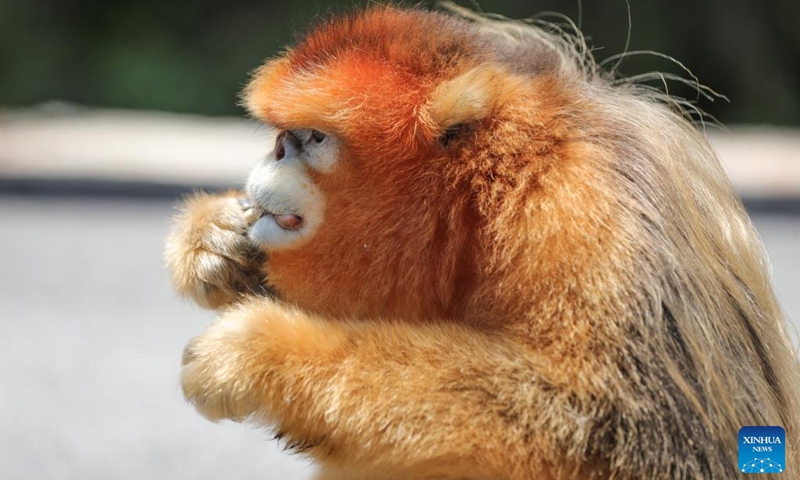 A Sichuan golden snub-nosed monkey is pictured near the Foping rescue and breeding base in Foping County, Hanzhong, northwest China's Shaanxi Province, June 5, 2026. The monkey was injured and became separated from its group before being rescued by the base staff, and has since occasionally been seen near the base. The Foping rescue and breeding base in Hanzhong is dedicated to protecting the Qinling population of the Sichuan golden snub-nosed monkeys, an indigenous species on China's top protection list.

Covering an area of about 7.6 hectares, the base combines rescue and breeding programs with scientific research, public education, and ecological study activities. In cooperation with research institutions, it aims to enhance science-based conservation of Sichuan golden snub-nosed monkeys and contribute to biodiversity conservation across the Qinling Mountains. Photo: Xinhua