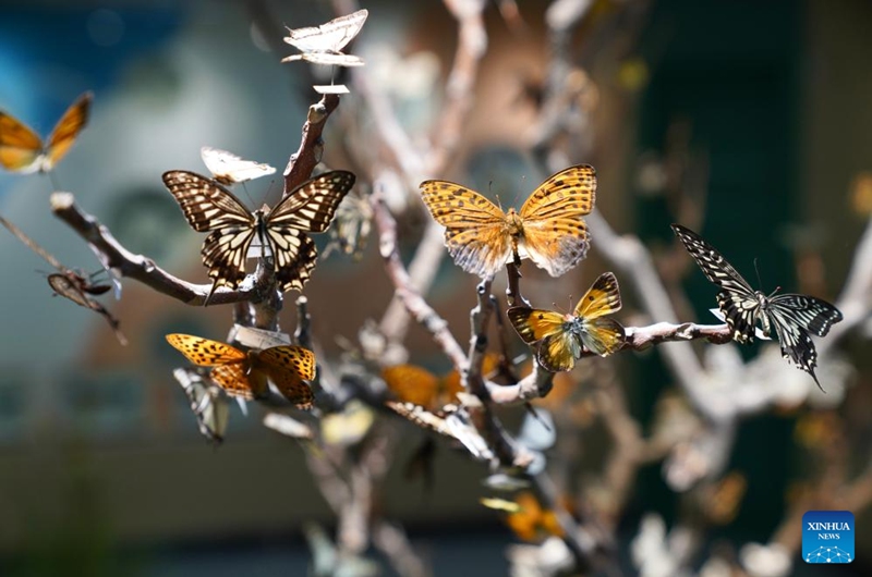 This photo taken on June 6, 2026 shows butterfly specimens at an insect museum under the Giant Panda National Park in Wenxian County, Longnan City, northwest China's Gansu Province. Housing about 4,000 specimens, the museum serves as a high-level platform for science popularization and ecological experience. (Xinhua/Duan Zhuoli)