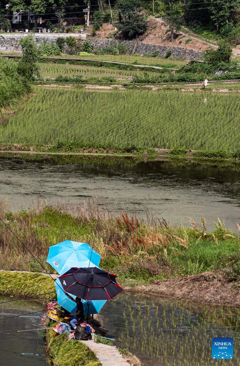 Tourists fish for fun while a crested ibis forages at a nearby paddy field at Caochiwan crested ibis village of Ankang City, northwest China's Shaanxi Province, June 6, 2026. The Caochiwan crested ibis village serves as a habitat for these precious birds. The village has built a symbiotic ecosystem that include fish and shrimp farming and paddy rice planting on top of a core reserve for wild crested ibises. It also grows organic agricultural products such as selenium-rich rice and lotus roots, and converted idle rural houses into homestays to develop eco-tourism. Photo: Xinhua