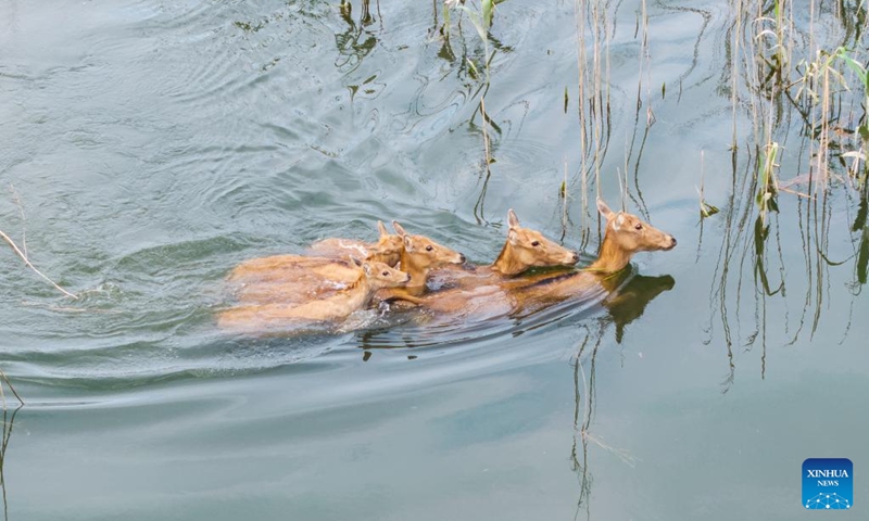 A drone photo taken on June 4, 2026 shows milu deer at the south Dongting Lake nature reserve in central China's Hunan Province. Due to the rise of the water level of Dongting Lake, more than 170 milu deer have moved here from low-lying areas. Photo: Xinhua