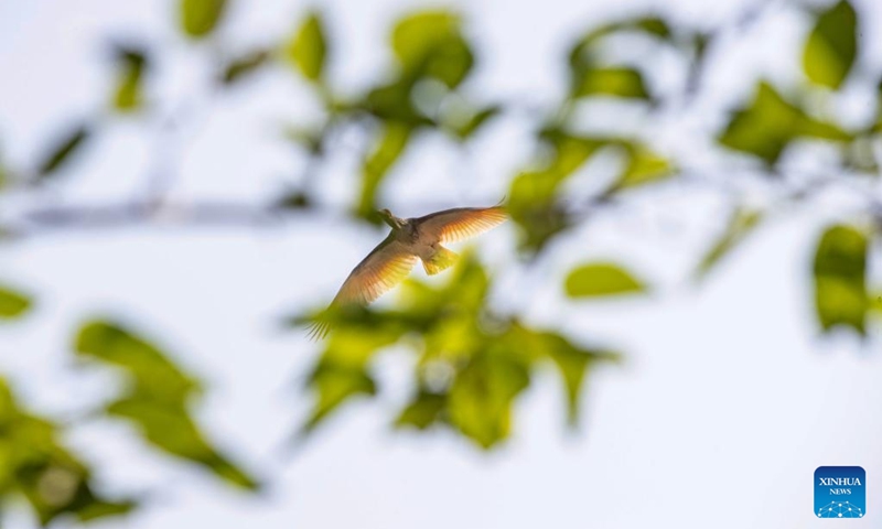 A crested ibis flies over the Caochiwan crested ibis village in Ankang City, northwest China's Shaanxi Province, June 6, 2026. The Caochiwan crested ibis village serves as a habitat for these precious birds. The village has built a symbiotic ecosystem that include fish and shrimp farming and paddy rice planting on top of a core reserve for wild crested ibises. It also grows organic agricultural products such as selenium-rich rice and lotus roots, and converted idle rural houses into homestays to develop eco-tourism. Photo: Xinhua