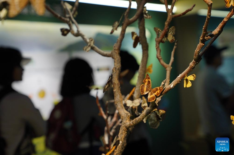 This photo taken on June 6, 2026 shows butterfly specimens at an insect museum under the Giant Panda National Park in Wenxian County, Longnan City, northwest China's Gansu Province. Housing about 4,000 specimens, the museum serves as a high-level platform for science popularization and ecological experience. (Xinhua/Duan Zhuoli)