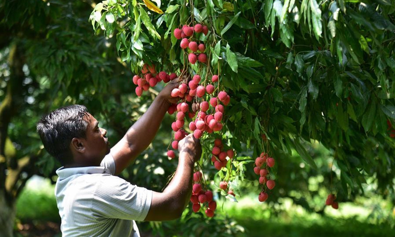 A farmer harvests lychees from a tree at an orchard in Sonitpur district of India's northeastern state of Assam, June 7, 2026. Photo: Xinhua