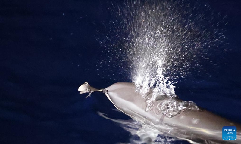 A dolphin enjoys itself in the South China Sea, June 5, 2026. The China Coast Guard has uncompromisingly strengthened marine ecological management and protection in the South China Sea in recent years, aiming to build a stable habitat of marine life. Dolphins are noted for their high sensitiveness to seawater quality and marine environment. A large school of them foraging at night is an epitome of the continuous improvement in the ecology of the South China Sea. Photo: Xinhua