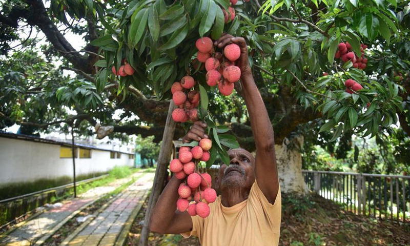 A farmer harvests lychees from a tree at an orchard in Sonitpur district of India's northeastern state of Assam, June 7, 2026. Photo: Xinhua