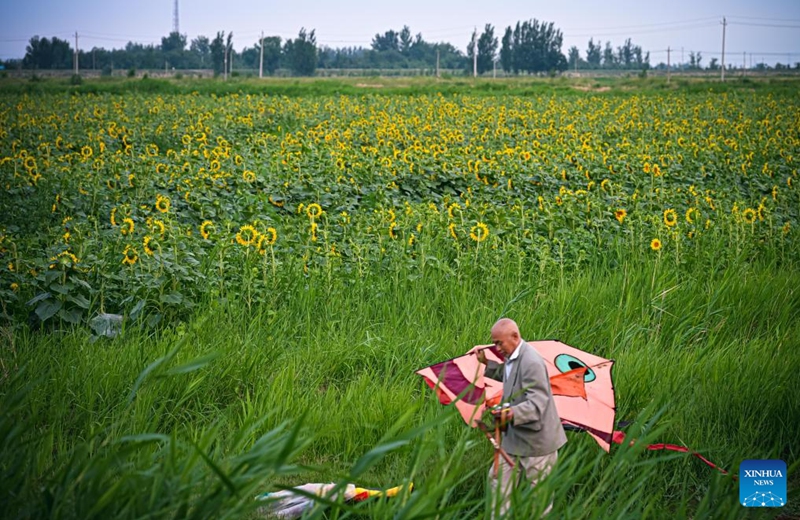 A senior resident walks with a kite along the Grand Canal in Gucheng County, Hengshui City, north China's Hebei Province, June 5, 2026.
Connecting the Chinese capital Beijing and Hangzhou in east China's Zhejiang Province, the Grand Canal, which was listed as a UNESCO World Heritage Site in 2014, is the world's longest artificial waterway.
Stretching approximately 75.1 kilometers, the Gucheng section of the Grand Canal has nourished the land along its banks for centuries and given rise to multiple provincial-level intangible cultural heritages.
In recent years, Gucheng County has boosted environmental conservation and cultural tourism development along the Grand Canal, transforming its banks into an ecological corridor with cultural richness. Photo: Xinhua