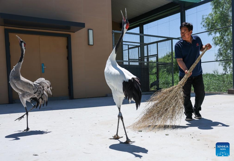 A staff member cleans the aviary of cranes at a hospital for migrant birds near the Hengshui Lake in Hengshui, north China's Hebei Province, June 7, 2026. As a key wetland ecosystem in northern China and a vital stopover for migratory birds on the East Asian-Australasian Flyway, Hengshui Lake, with its excellent ecological environment, has become an ideal home for numerous rare birds to inhabit, breed, and rest. Photo: Xinhua