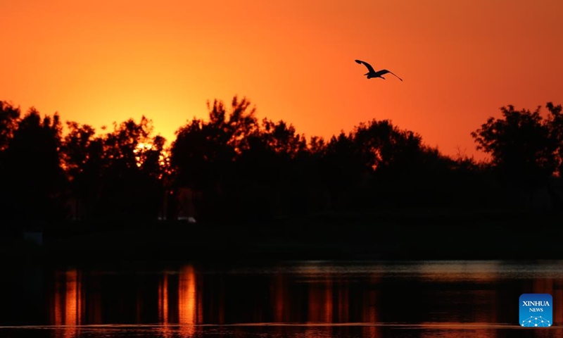 A heron is seen flying at the Hengshui Lake in Hengshui, north China's Hebei Province, June 7, 2026. As a key wetland ecosystem in northern China and a vital stopover for migratory birds on the East Asian-Australasian Flyway, Hengshui Lake, with its excellent ecological environment, has become an ideal home for numerous rare birds to inhabit, breed, and rest. Photo: Xinhua