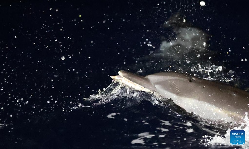 A dolphin forages in the South China Sea, June 5, 2026. The China Coast Guard has uncompromisingly strengthened marine ecological management and protection in the South China Sea in recent years, aiming to build a stable habitat of marine life. Dolphins are noted for their high sensitiveness to seawater quality and marine environment. A large school of them foraging at night is an epitome of the continuous improvement in the ecology of the South China Sea. Photo: Xinhua