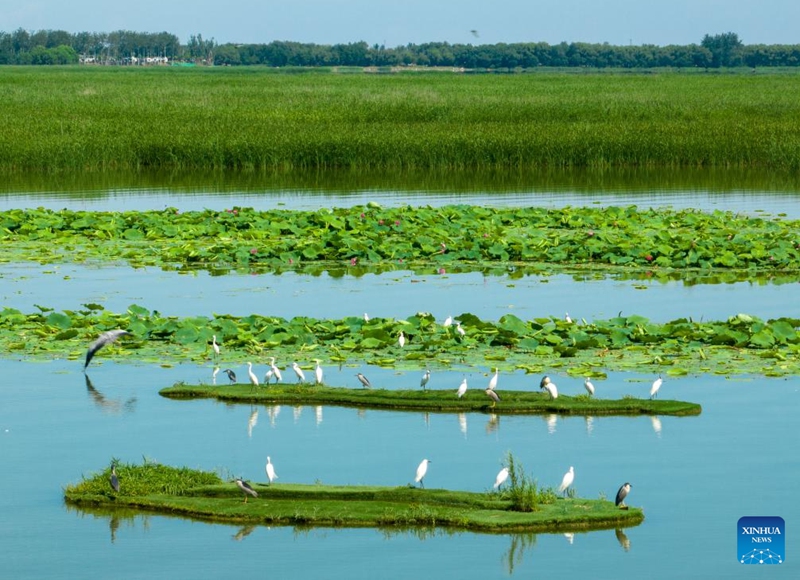 A drone photo taken on June 7, 2026 shows herons at the Hengshui Lake in Hengshui, north China's Hebei Province. As a key wetland ecosystem in northern China and a vital stopover for migratory birds on the East Asian-Australasian Flyway, Hengshui Lake, with its excellent ecological environment, has become an ideal home for numerous rare birds to inhabit, breed, and rest. Photo: Xinhua