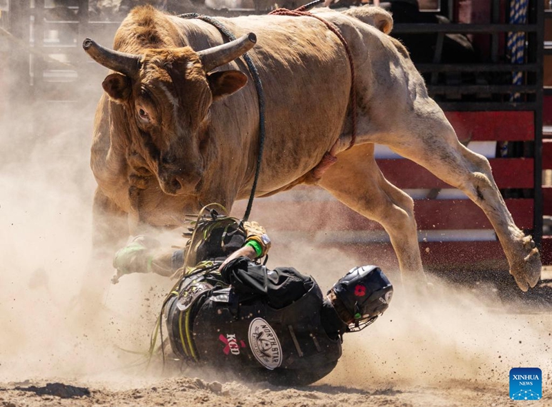 A cowboy falls during the bull riding competition at the 2026 RAM Rodeo Tour in Mono, Ontario, Canada, on June 7, 2026. Dozens of competitors participated in this event from June 6 to 7. (Photo by Zou Zheng/Xinhua)