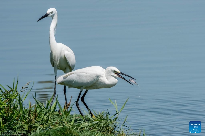 Egrets are seen at the Hengshui Lake in Hengshui, north China's Hebei Province, June 7, 2026. As a key wetland ecosystem in northern China and a vital stopover for migratory birds on the East Asian-Australasian Flyway, Hengshui Lake, with its excellent ecological environment, has become an ideal home for numerous rare birds to inhabit, breed, and rest. Photo: Xinhua