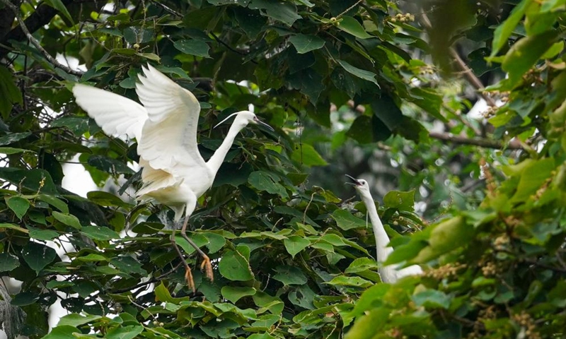 A pair of egrets interact among the trees on an island of Longshui Lake in Dazu District of southwest China's Chongqing Municipality, June 5, 2026. (Xinhua/Liu Chan)