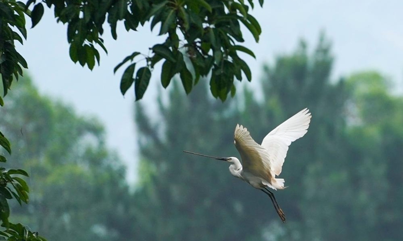 An egret carries a branch for nest building on an island of Longshui Lake in Dazu District of southwest China's Chongqing Municipality, June 5, 2026. (Xinhua/Liu Chan)