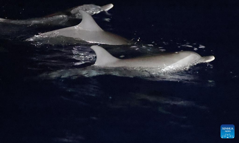 Dolphins chase fish in the South China Sea, June 5, 2026. The China Coast Guard has uncompromisingly strengthened marine ecological management and protection in the South China Sea in recent years, aiming to build a stable habitat of marine life. Dolphins are noted for their high sensitiveness to seawater quality and marine environment. A large school of them foraging at night is an epitome of the continuous improvement in the ecology of the South China Sea. Photo: Xinhua