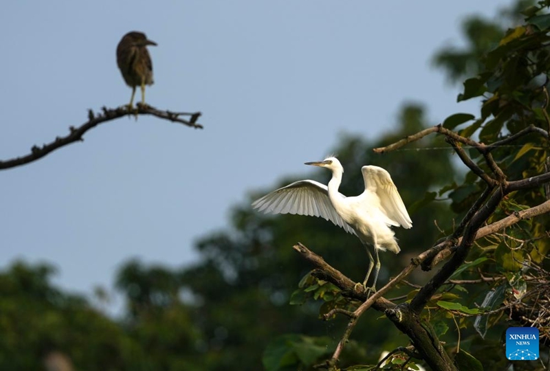 An egret perches in a tree on an island of Longshui Lake in Dazu District of southwest China's Chongqing Municipality, June 5, 2026. (Xinhua/Liu Chan)