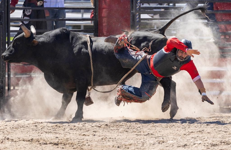 A cowboy falls during the bull riding competition at the 2026 RAM Rodeo Tour in Mono, Ontario, Canada, on June 7, 2026. Dozens of competitors participated in this event from June 6 to 7. (Photo by Zou Zheng/Xinhua)
