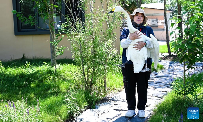 A staff member presents a rescued swan at a hospital for migrant birds near the Hengshui Lake in Hengshui, north China's Hebei Province, June 7, 2026. As a key wetland ecosystem in northern China and a vital stopover for migratory birds on the East Asian-Australasian Flyway, Hengshui Lake, with its excellent ecological environment, has become an ideal home for numerous rare birds to inhabit, breed, and rest. Photo: Xinhua