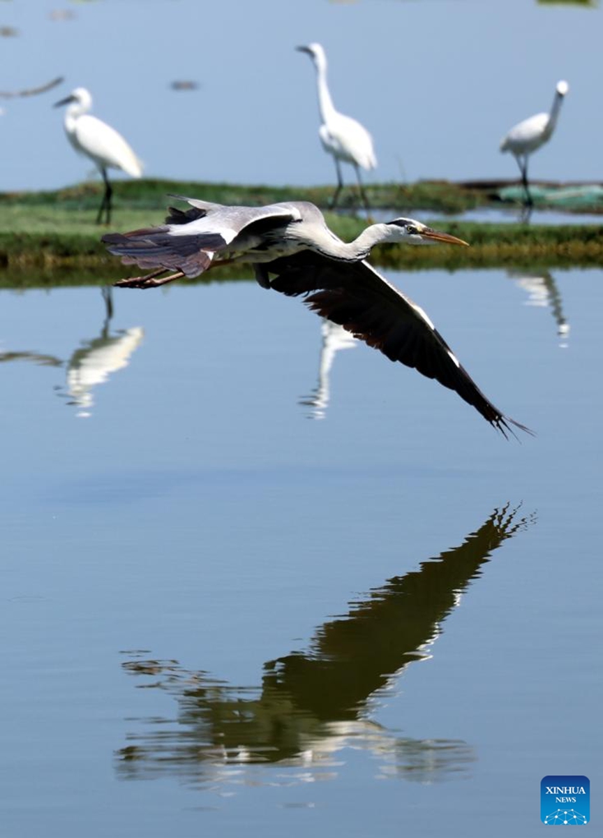 A heron is seen flying at the Hengshui Lake in Hengshui, north China's Hebei Province, June 7, 2026. As a key wetland ecosystem in northern China and a vital stopover for migratory birds on the East Asian-Australasian Flyway, Hengshui Lake, with its excellent ecological environment, has become an ideal home for numerous rare birds to inhabit, breed, and rest. Photo: Xinhua