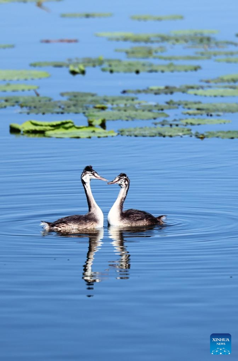 Great crested grebes are seen at the Hengshui Lake in Hengshui, north China's Hebei Province, June 7, 2026. As a key wetland ecosystem in northern China and a vital stopover for migratory birds on the East Asian-Australasian Flyway, Hengshui Lake, with its excellent ecological environment, has become an ideal home for numerous rare birds to inhabit, breed, and rest. Photo: Xinhua