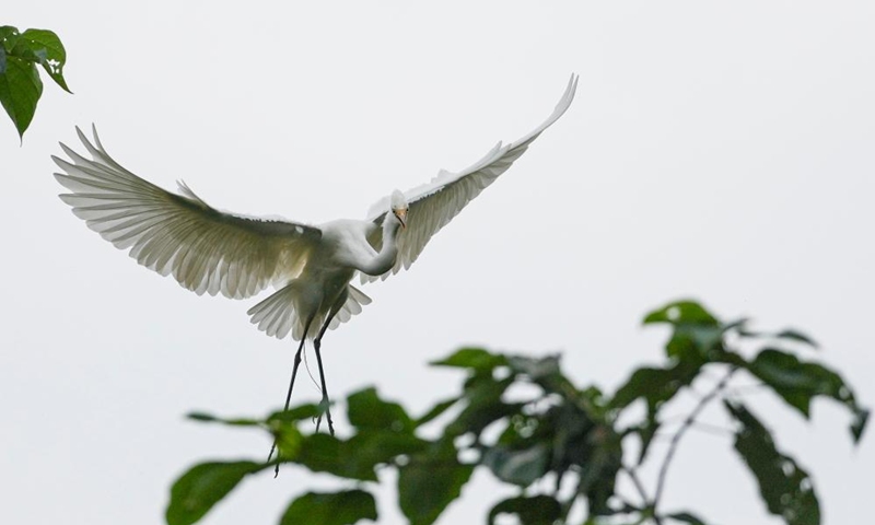An egret is seen on an island of Longshui Lake in Dazu District of southwest China's Chongqing Municipality, June 5, 2026. (Xinhua/Liu Chan)