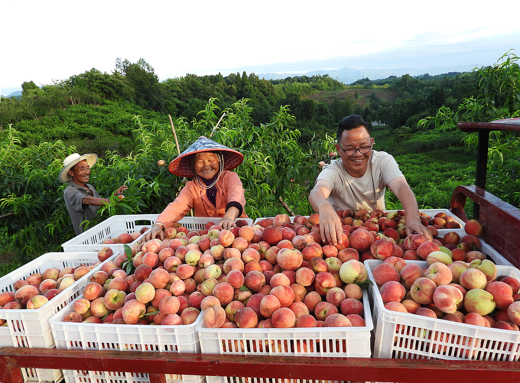 Workers sort and pack peaches at a cultivation base in Zhaifeng village, Dazhu county, Dazhou city, Southwest China's Sichuan Province, on June 9, 2026, as nearly 10,000 mu (667 hectares) of peach orchards operated by the local cooperative enter the harvest season. Photo: VCG